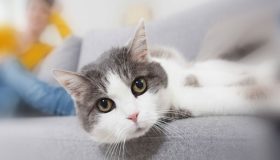 Live配信(ツイキャス)