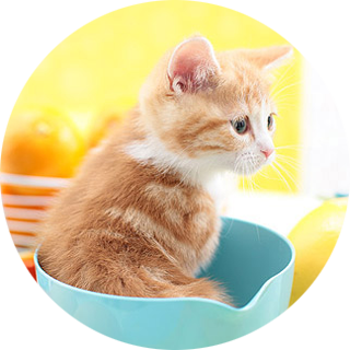 全国成人小中学生文化祭「お許しくだ祭」